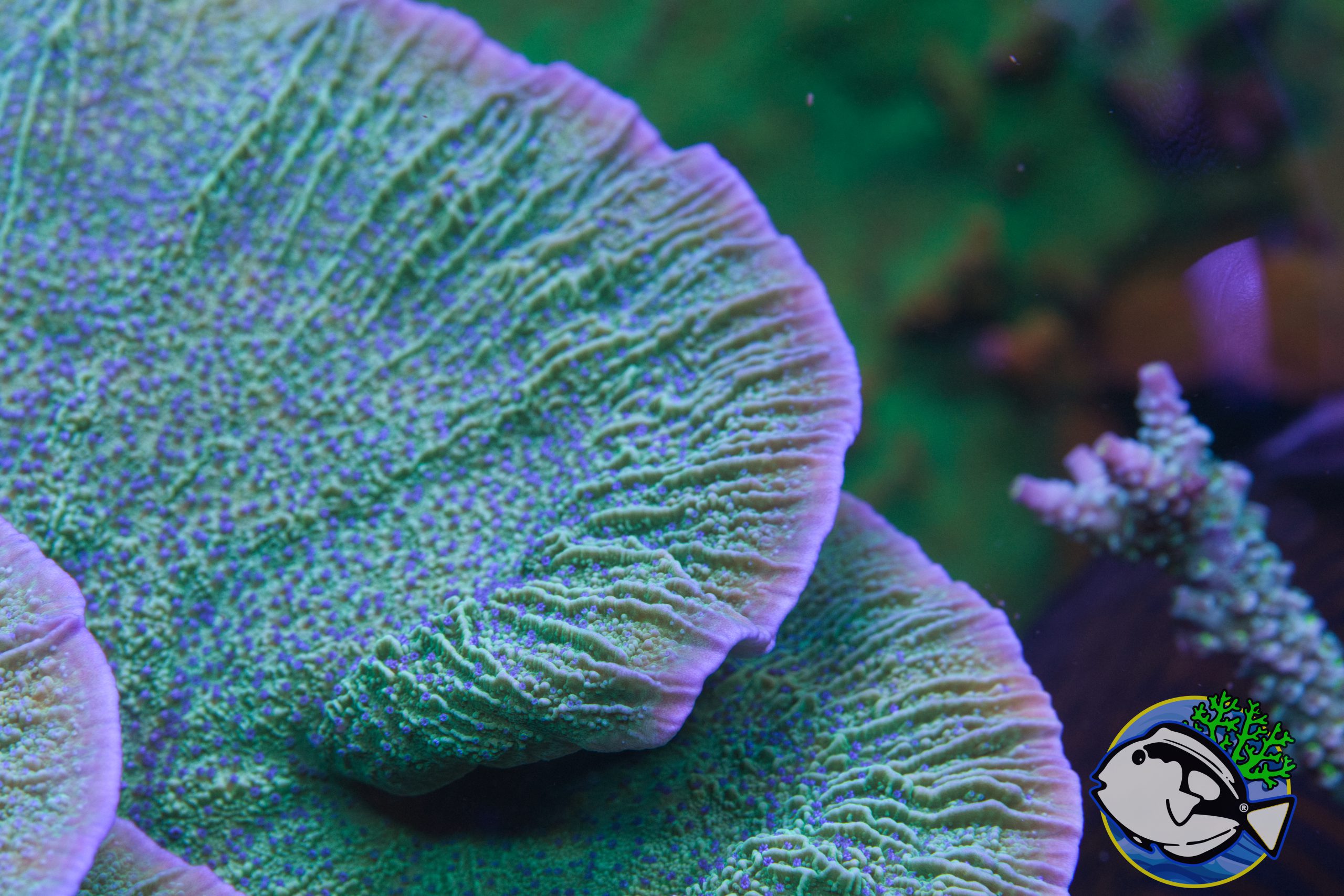 Coral Reef Ecosystem